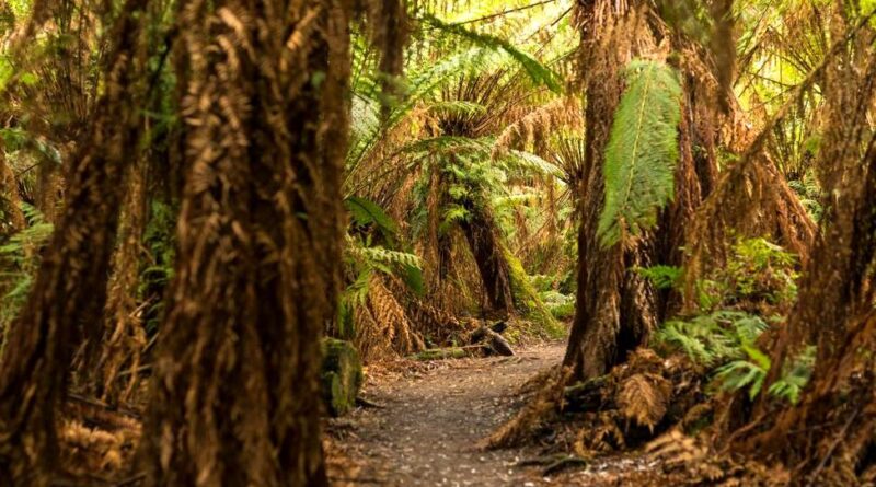 jbwhips.com | Manngarre Rainforest Path: Walking Through Kakadu's Rainforests